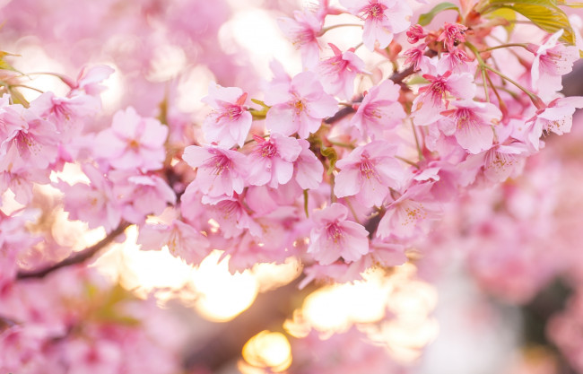 Обои картинки фото цветы, сакура,  вишня, весна, вишня, цветение, розовый