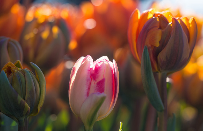 Обои картинки фото цветы, тюльпаны, макро, свет, боке, весна, бутоны