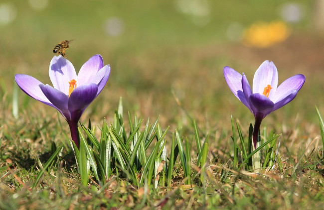 Обои картинки фото цветы, крокусы, весна, пчела