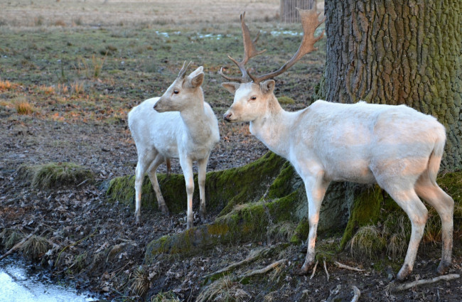 Обои картинки фото животные, олени, белые