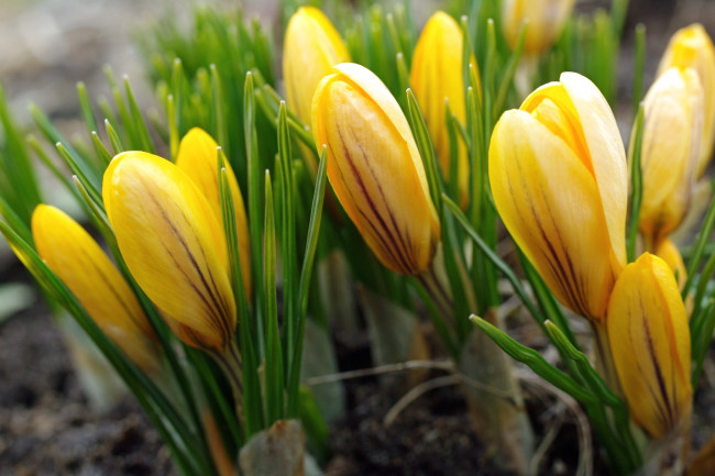 Обои картинки фото цветы, крокусы, весна, желтый