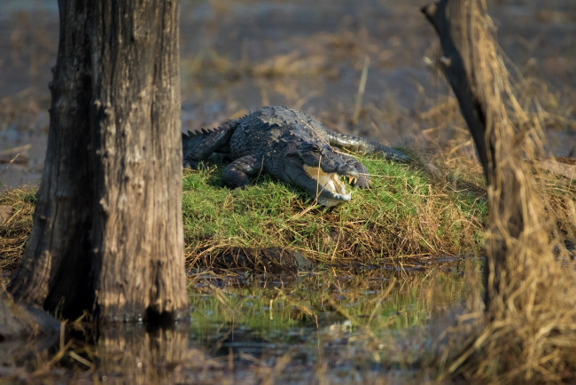 Обои картинки фото болотный крокодил,  национальный парк рантамбор,  индия, животные, крокодилы, хищник, рептилия, пасть, зубы, водоём, кочка, стволы, болото, солнце, отдых, лежит