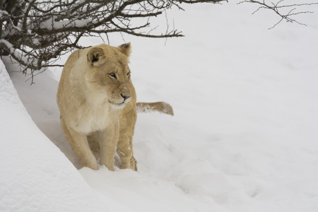 Обои картинки фото животные, львы, зоопарк, ветки, снег, зима, морда, хищник, кошка, львица