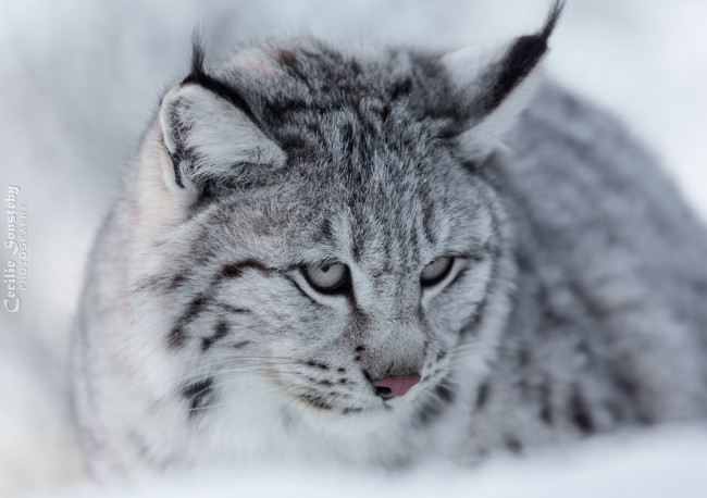 Обои картинки фото животные, рыси, кошка, хищник, морда, снег, зима, красавица