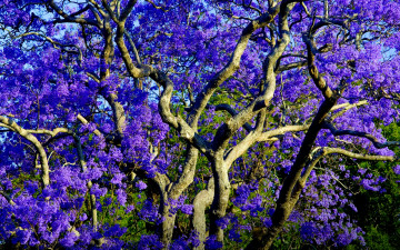 Картинка цветение+джакаранды природа деревья jacaranda джакаранда цветение цветы