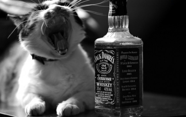 Обои картинки фото бренды, jack daniel`s, виски, кот
