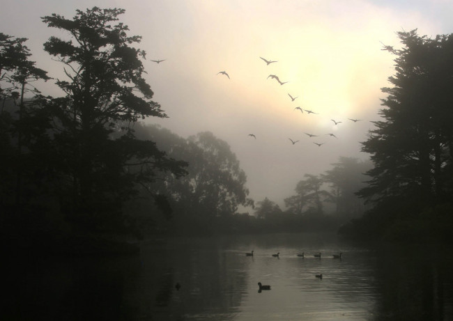 Обои картинки фото 3д графика, природа , nature, туман, утро, деревья, птицы, озеро