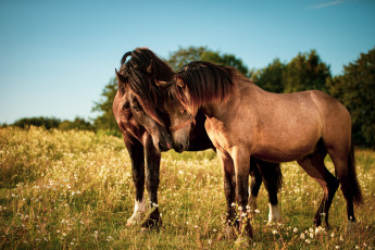 Картинка животные лошади пара гнедые луг