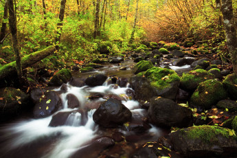 Картинка природа реки озера речка лес деревья осень камни