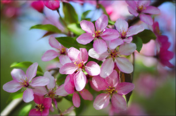 Картинка цветы цветущие деревья кустарники лепестки цветение весна