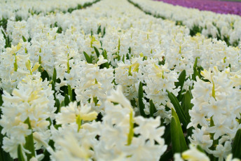 Картинка цветы гиацинты много белый
