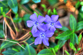 Картинка цветы барвинок трио фиолетовый