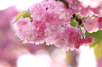 Картинка цветы сакура вишня розовый ветка