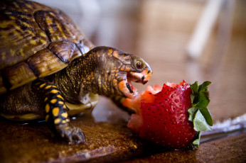 обоя животные, Черепахи, turtle, strawberry, ягода, клубника