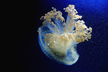 Картинка животные медузы купол щупальца