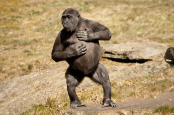 Картинка животные обезьяны горилла смешной