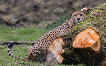 Картинка животные гепарды отдых кошка дерево