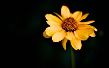 Картинка цветы цветок одинокий желтый