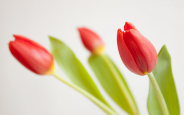 Картинка цветы тюльпаны красный