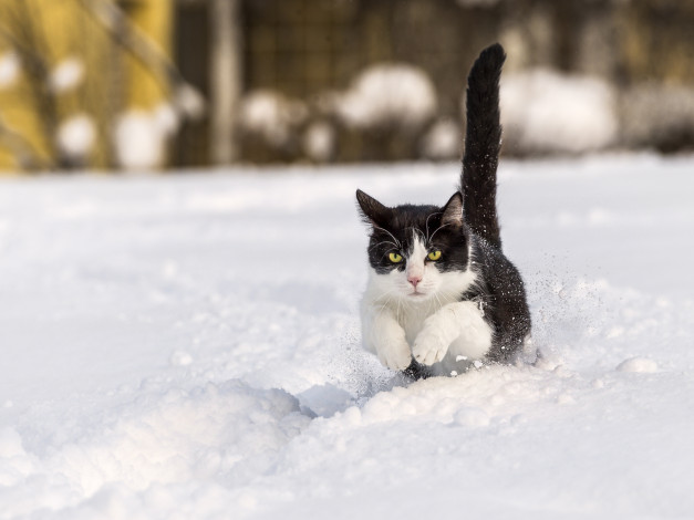 Обои картинки фото животные, коты, снег, зима