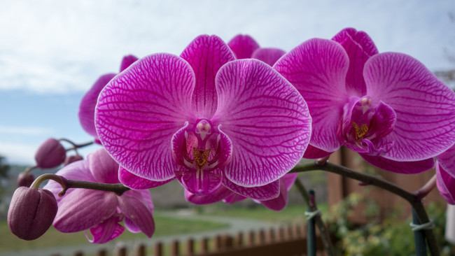 Обои картинки фото цветы, орхидеи, макро, ветка, экзотика