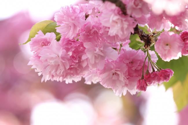 Обои картинки фото цветы, сакура, вишня, розовый, ветка