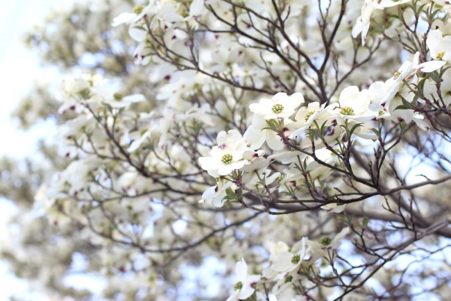 Обои картинки фото цветы, кизил, дерево, весна