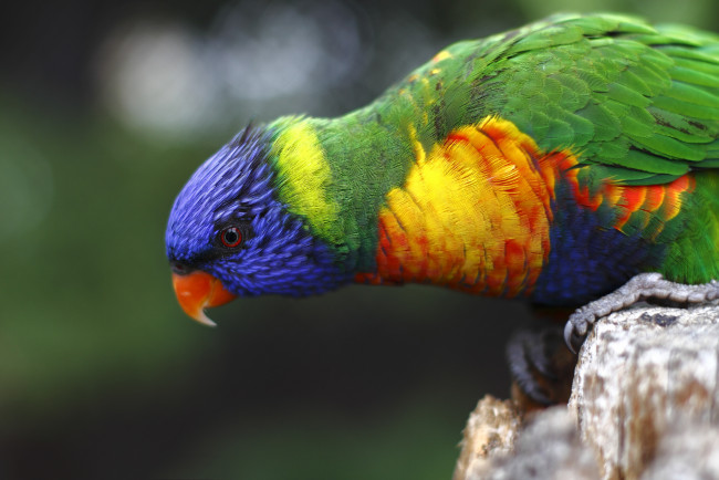 Обои картинки фото животные, попугаи, многоцветный, лорикет