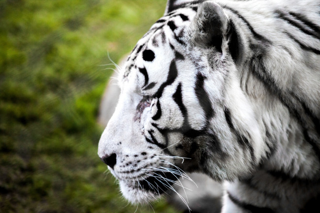 Обои картинки фото животные, тигры, профиль, белый