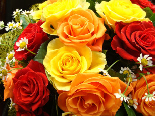 обоя цветы, розы, желтый, красный