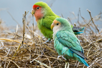 Картинка животные попугаи красавчики