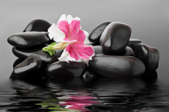 Картинка разное ракушки +кораллы +декоративные+и+spa-камни spa камешки вода цветок