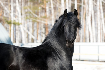 Картинка животные лошади черный