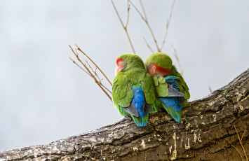 Картинка животные попугаи парочка