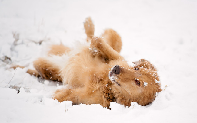 Обои картинки фото животные, собаки, собака, снег, взгляд