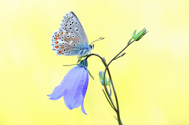 Обои картинки фото животные, бабочки, желтый, фон, бабочка, голубой, колокольчик, цветок
