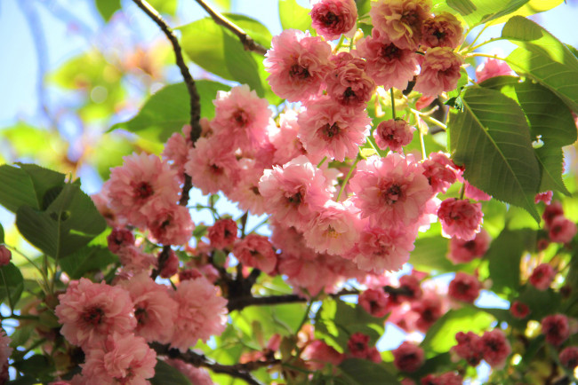 Обои картинки фото цветы, сакура,  вишня, лепестки, ветка