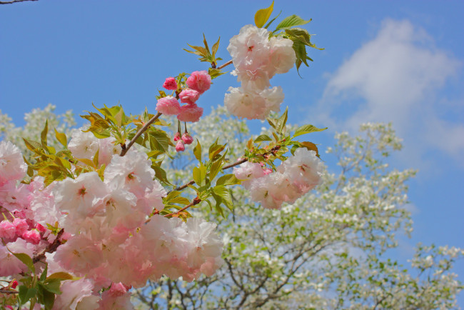 Обои картинки фото цветы, сакура,  вишня, ветка, лепестки