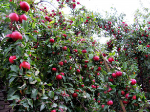 Картинка природа плоды яблоки урожай много
