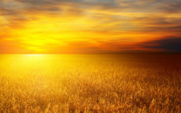 Картинка природа поля солнце поле пшеница рассвет небо свет