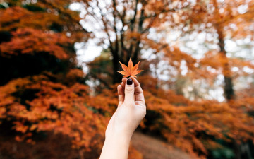 Картинка разное руки осень листок