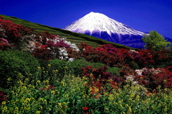 Картинка природа пейзажи цветы гора