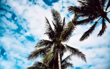 Картинка природа деревья пальма