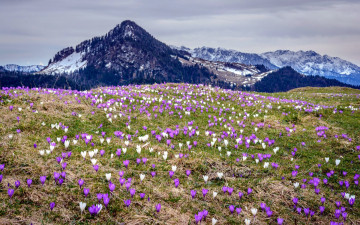 Картинка природа луга весна крокусы луг горы