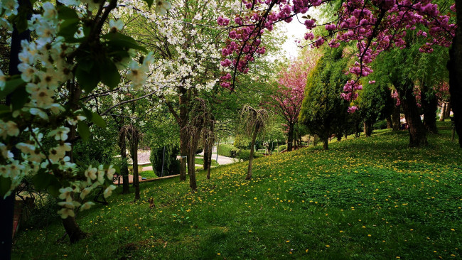 Обои картинки фото природа, парк, аллея, весна, деревья, лужайка