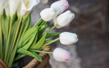 Картинка цветы тюльпаны букет белые корзинка
