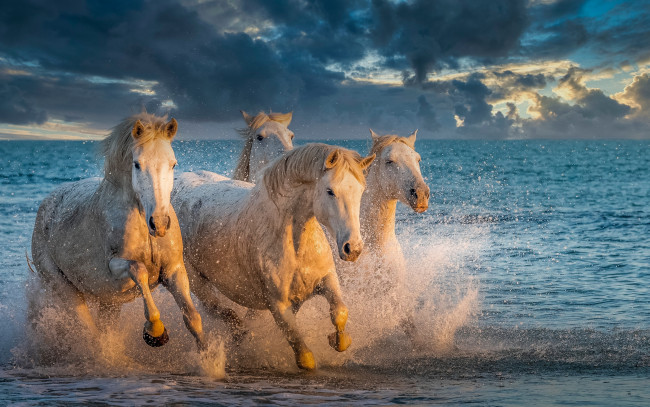 Обои картинки фото животные, лошади, море, брызги, кони