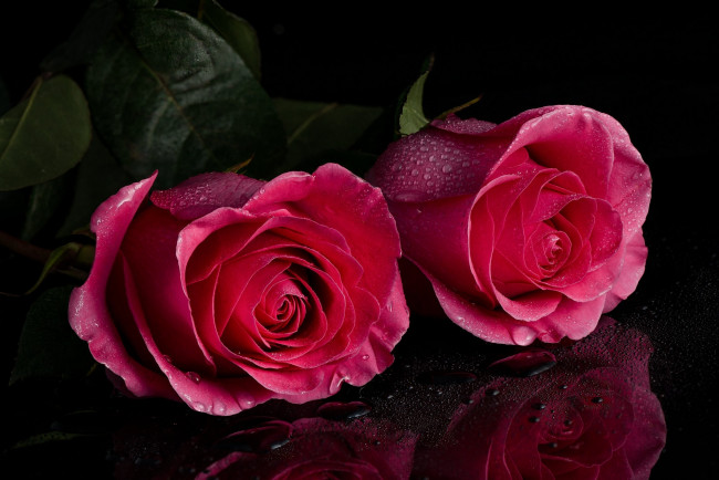 Обои картинки фото цветы, розы, дуэт, бутоны, капли