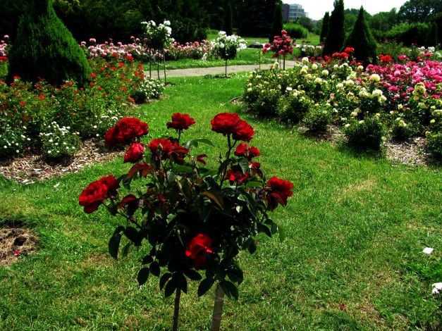 Обои картинки фото цветы, розы, розарий