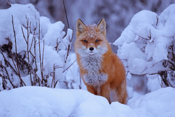 Картинка животные лисы зима снег